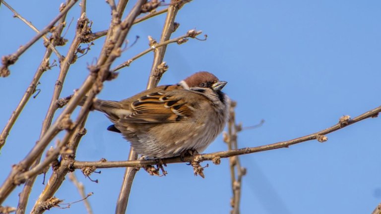 Устойчивая плюсовая температура в Иркутской области ожидается только в начале апреля